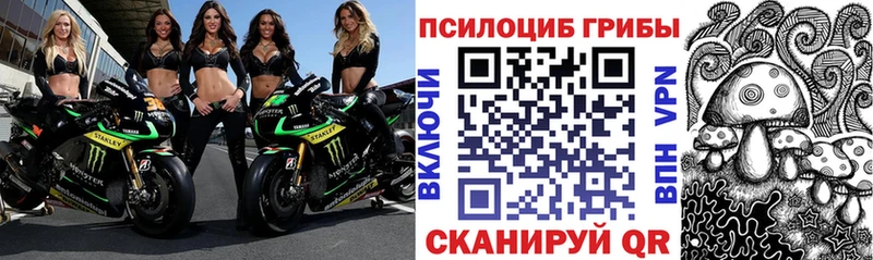 Галлюциногенные грибы Psilocybe  Новоалександровск 